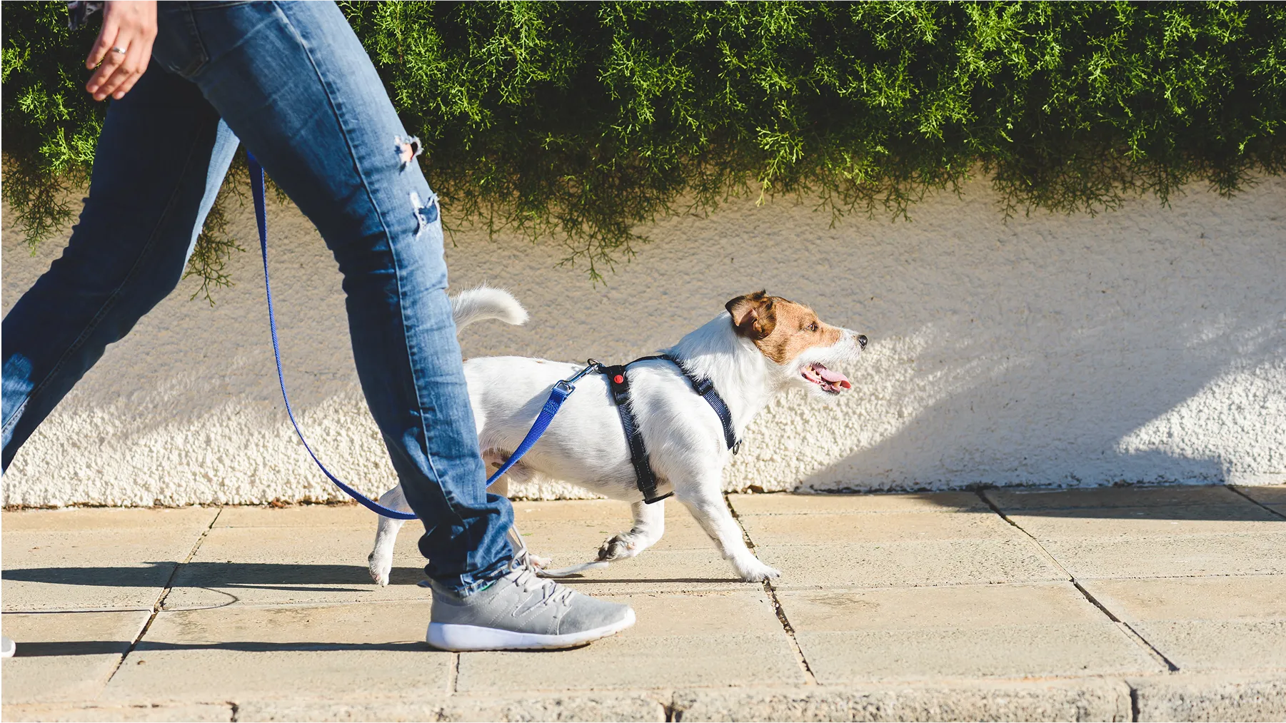 夏のアスファルトは危険地帯？犬の足を守るための5つのポイント